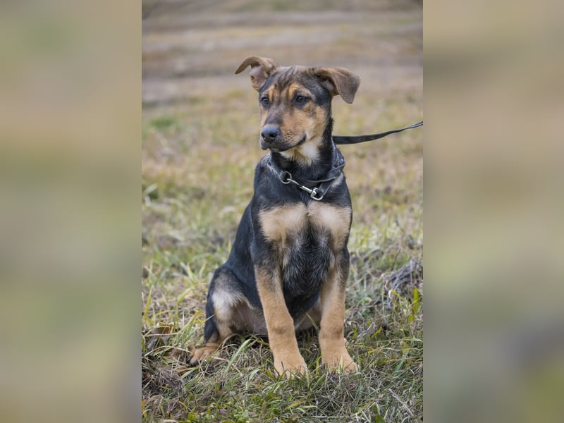 Bonita SI – Sanfte Junghündin mit großem Herz sucht liebevolles Zuhause