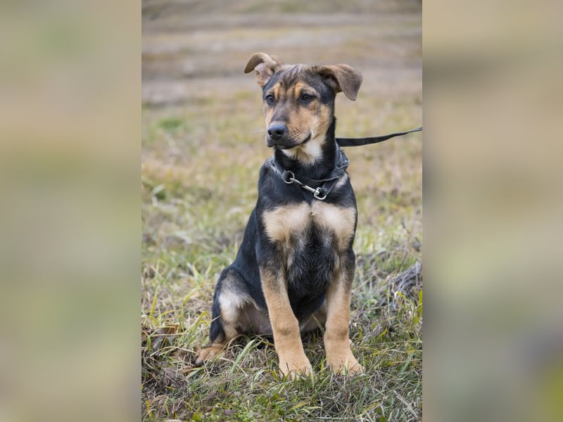 Bonita SI – Sanfte Junghündin mit großem Herz sucht liebevolles Zuhause