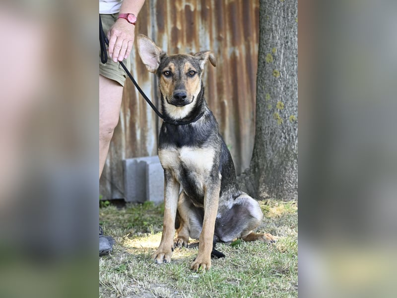 Bonita SI – Sanfte Junghündin mit großem Herz sucht liebevolles Zuhause