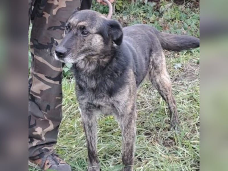 BARON WURDE ALLEINE ZURÜCKGELASSEN