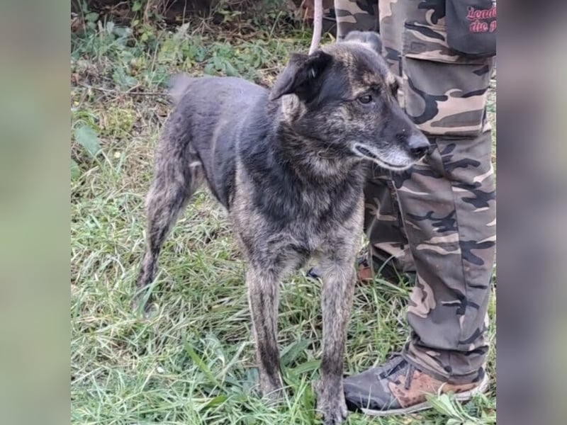 BARON WURDE ALLEINE ZURÜCKGELASSEN