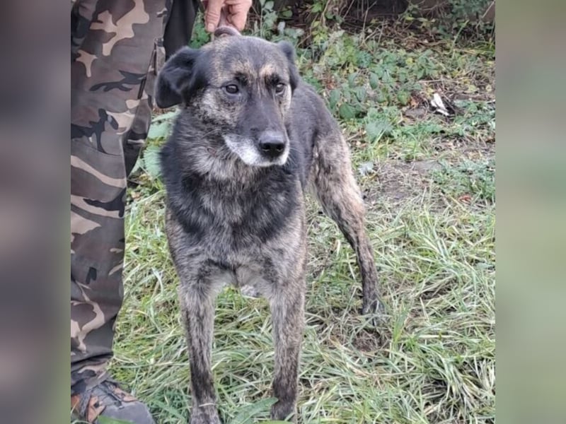 BARON WURDE ALLEINE ZURÜCKGELASSEN