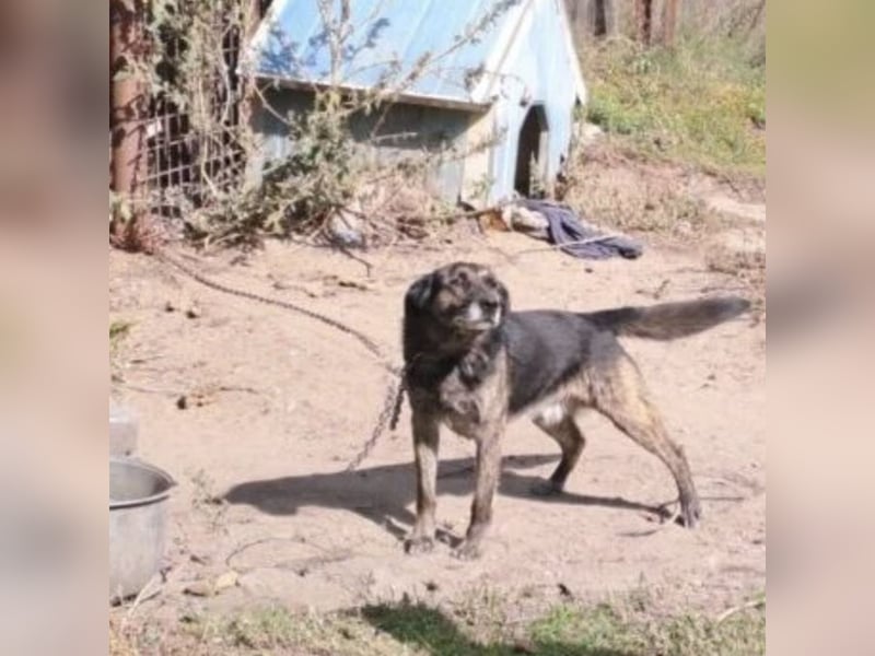 BARON WURDE ALLEINE ZURÜCKGELASSEN