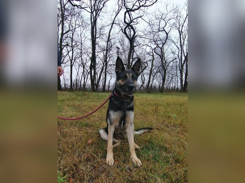 Dezi, geboren 01.03.2023, 63cm sucht ihr Zuhause