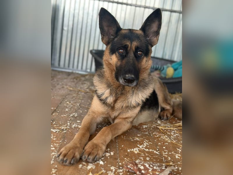 Freya, geboren 01.11.2023, 58cm sucht liebevolles Zuhause