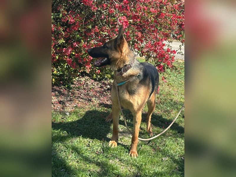 Sky, geboren 15.06.2025, 60cm sucht ihre Menschen