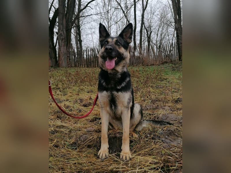 Dezi, geboren 01.03.2023, 63cm sucht ihr Zuhause