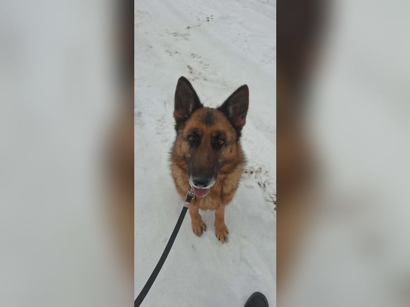 Rexi, 4 Jahre, 60cm sucht seine Menschen