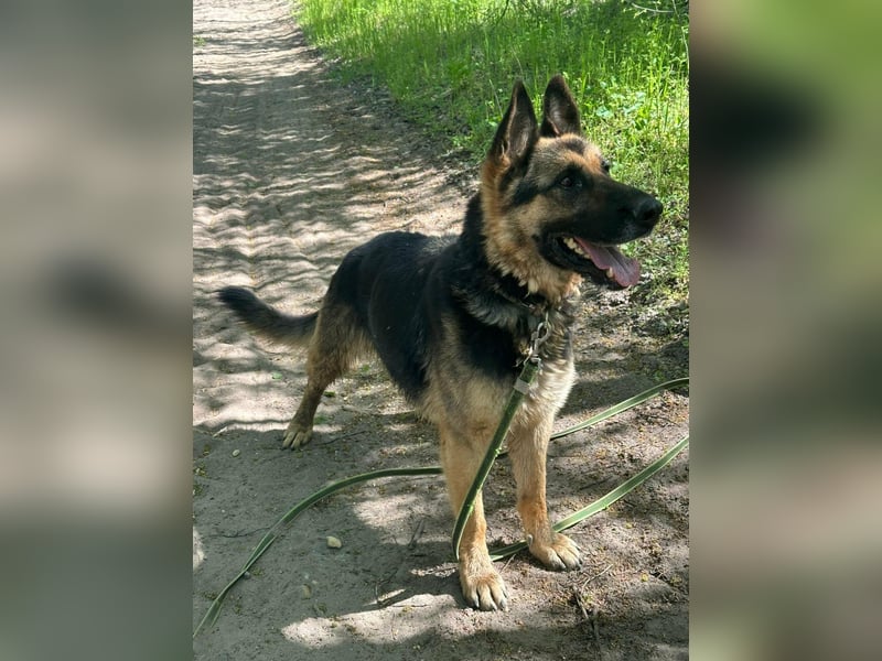 Ciklon, geb. 2022, sucht erfahrenes zu Hause