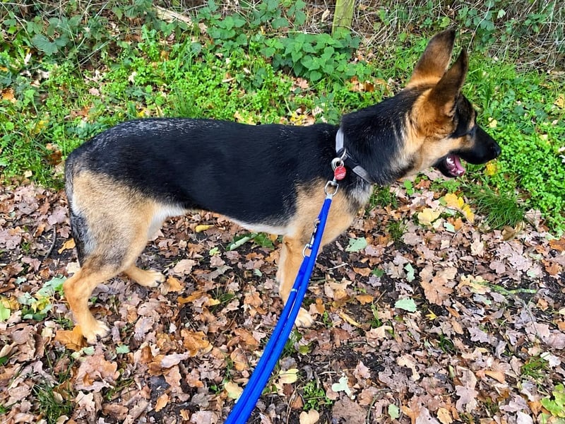 Ares, geboren 02.02.2026, 60cm sucht neues Zuhause