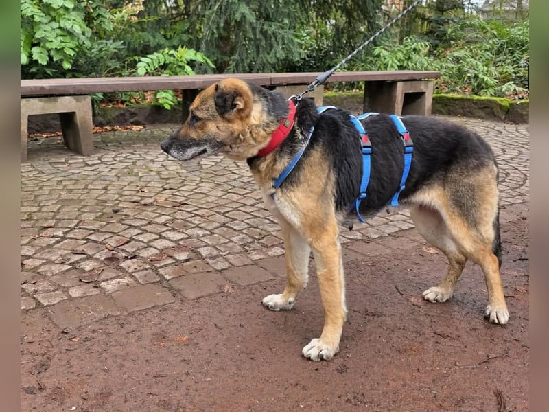 Helena, geboren 12.04.2016, 63cm sucht ihren Ruheplatz (Pflegestelle Deutschland)