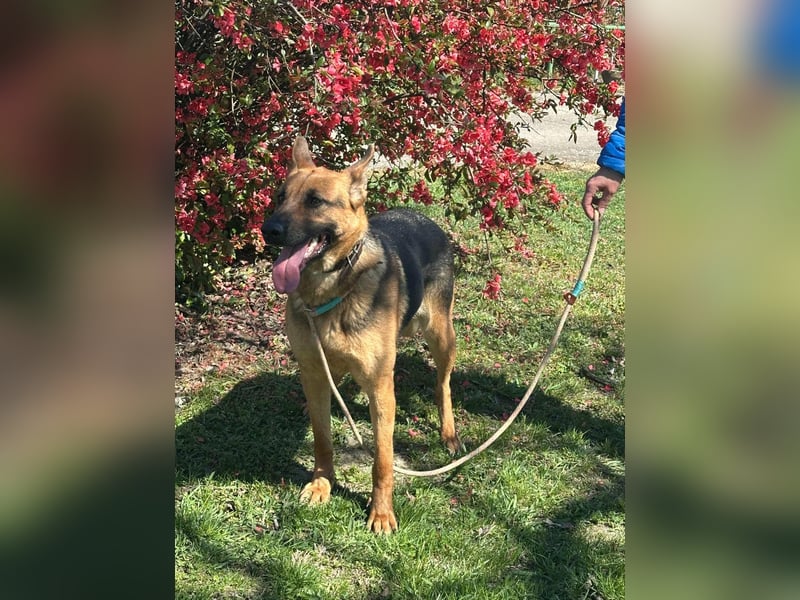 Sky, geboren 15.06.2025, 60cm sucht ihre Menschen