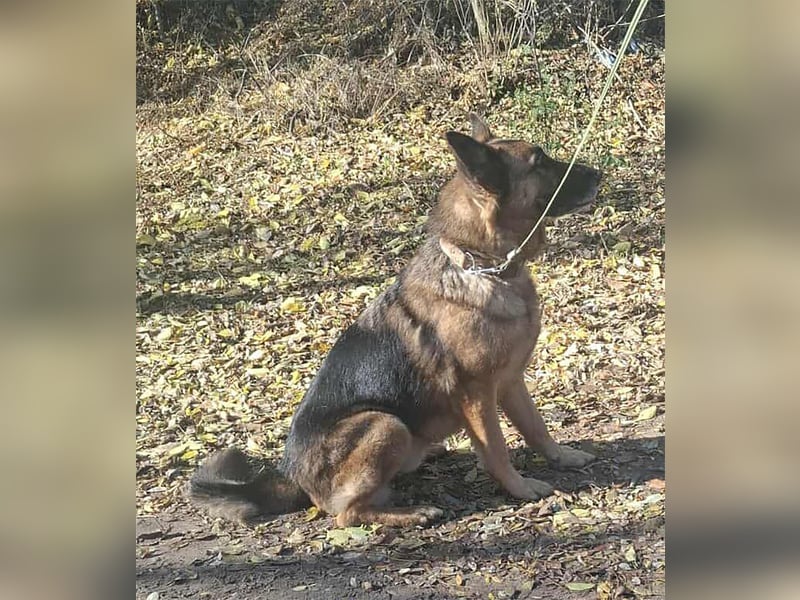 Rexi, 4 Jahre, 60cm sucht seine Menschen