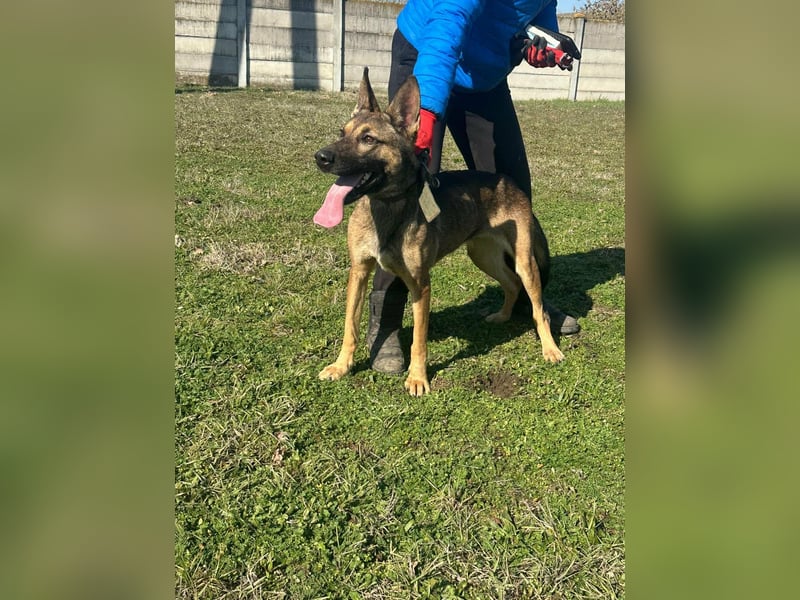 Zoya, geboren 09.10.2023, 63cm sucht ihre Menschen