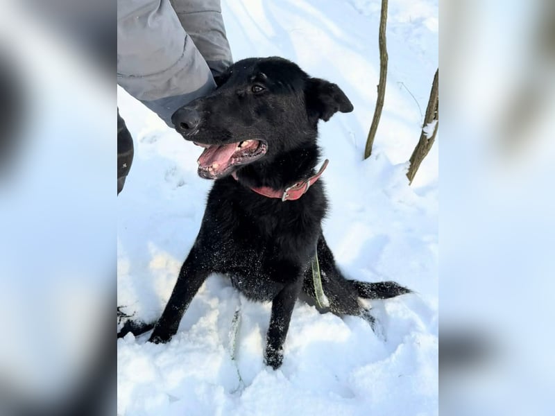 Lupin, geboren 01.12.2023, 60cm sucht seine Aufgabe