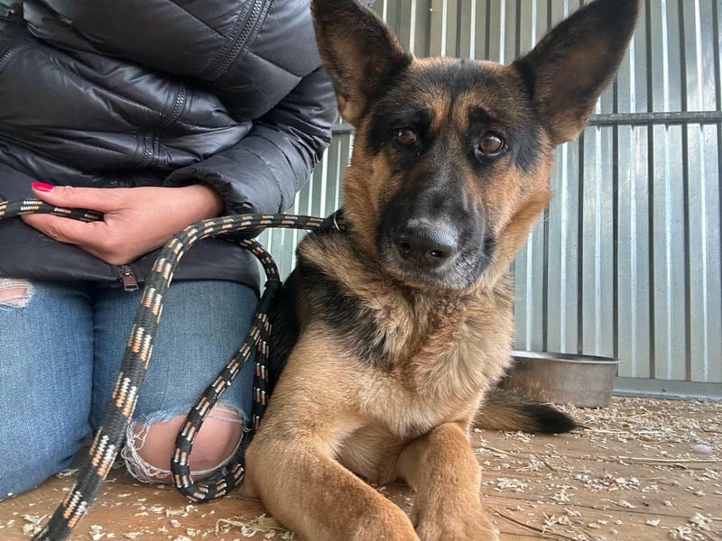 Freya, geboren 01.11.2023, 58cm sucht liebevolles Zuhause