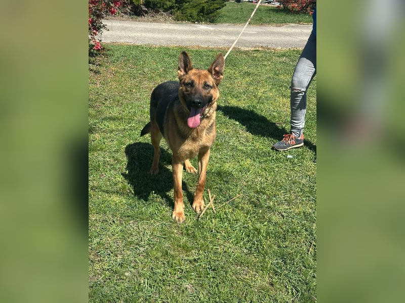 Sky, geboren 15.06.2025, 60cm sucht ihre Menschen