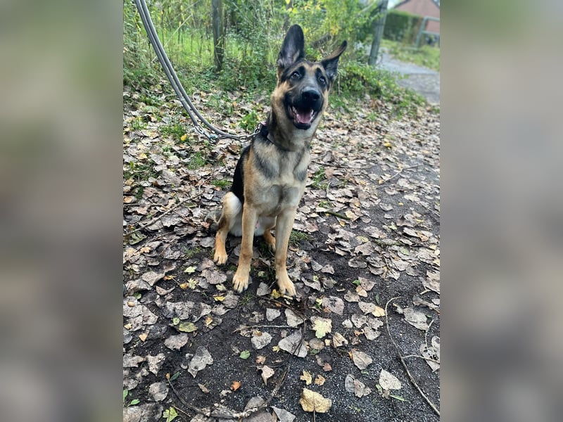 Ares, geboren 02.02.2026, 60cm sucht neues Zuhause