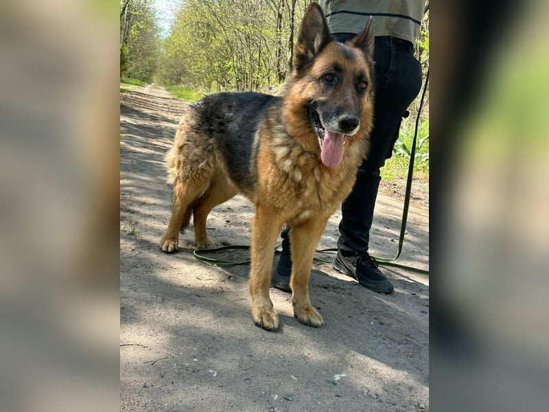 Rexi, geb. 03.2022, 60 cm, sucht seine Wegbegleiter