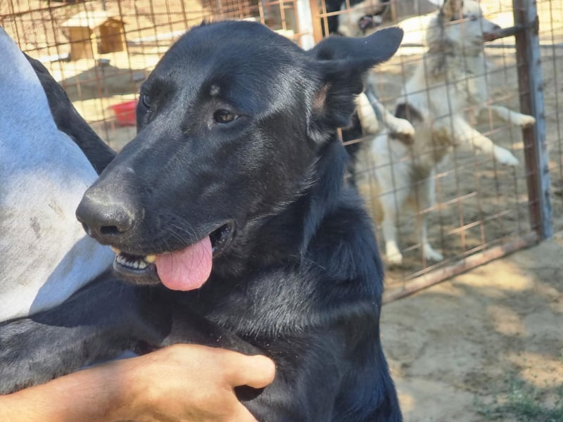 Lupin, geboren 01.12.2023, 60cm sucht seine Aufgabe