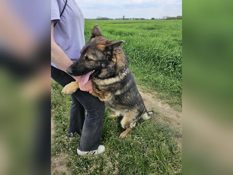 Zeus, geboren 16.12.2019, 58cm sucht sein für immer Zuhause