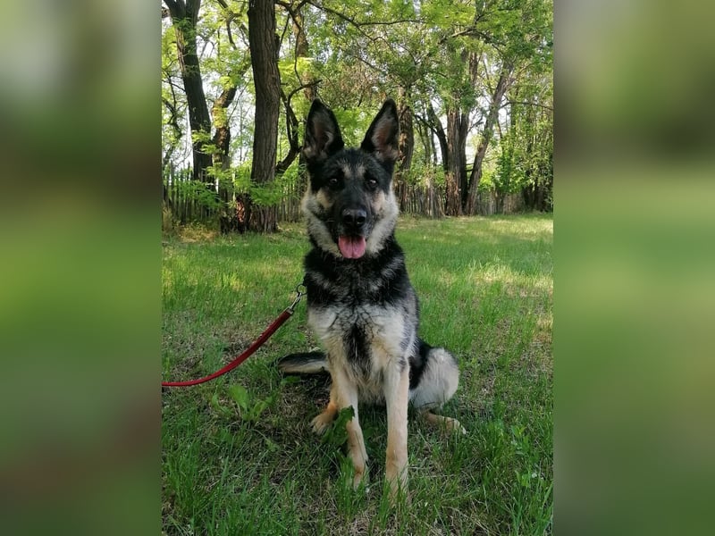 Dezi, geb. 03.2023, 63cm sucht ihr Zuhause
