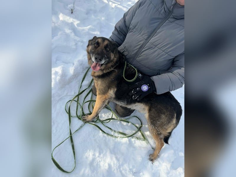 Jerry, geboren 2018, 57cm sucht Für-immer-Zuhause