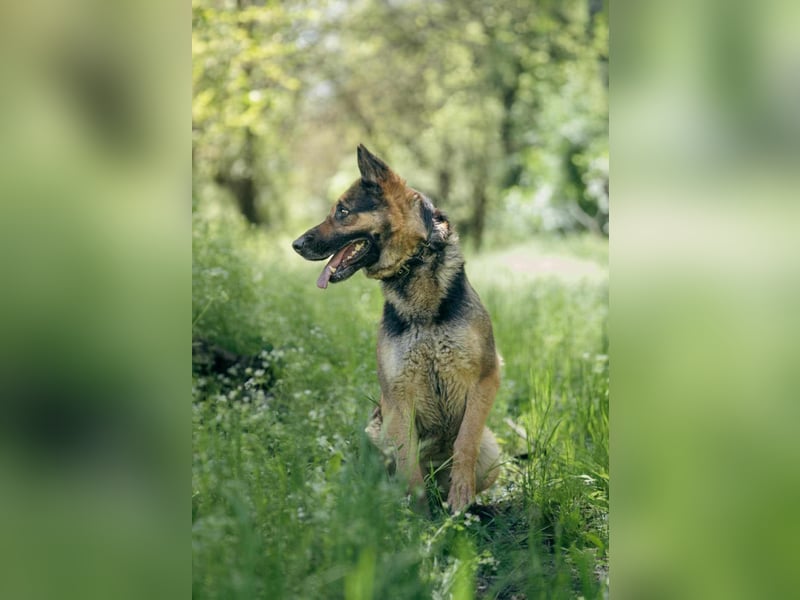 Ciklon, geboren 2022 sucht ihre Menschen