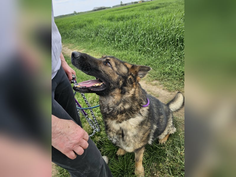 Zeus, geboren 16.12.2019, 58cm sucht sein für immer Zuhause