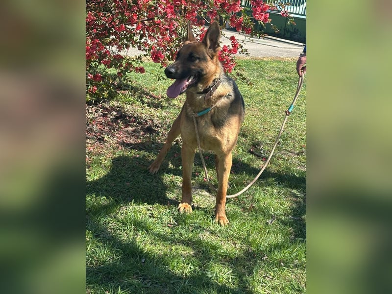 Sky, geboren 15.06.2025, 60cm sucht ihre Menschen