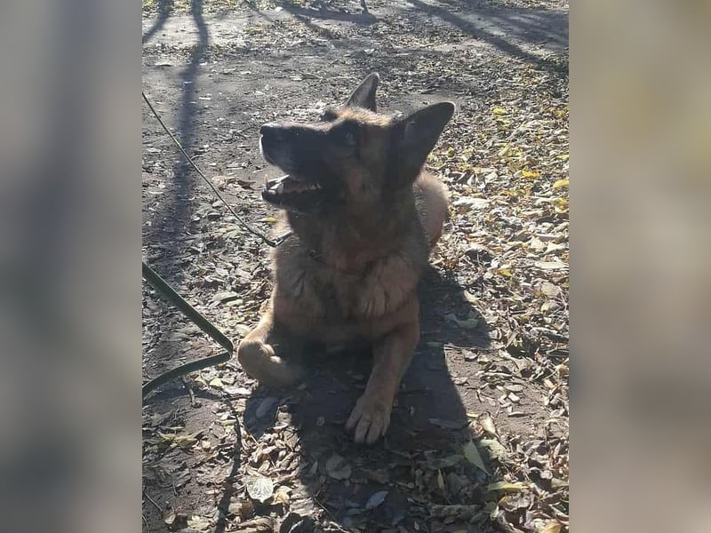 Rexi, 4 Jahre, 60cm sucht seine Menschen