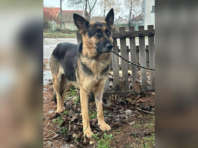 Freya, geboren 01.11.2023, 58cm sucht liebevolles Zuhause