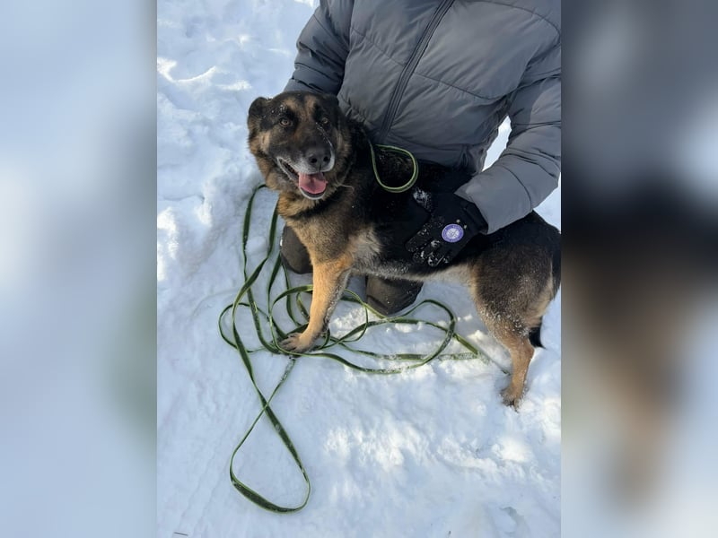 Jerry, geboren 2018, 57cm sucht Für-immer-Zuhause