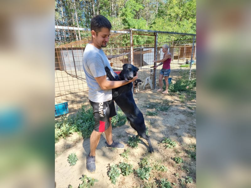 Lupin, geboren 01.12.2023, 60cm sucht seine Aufgabe