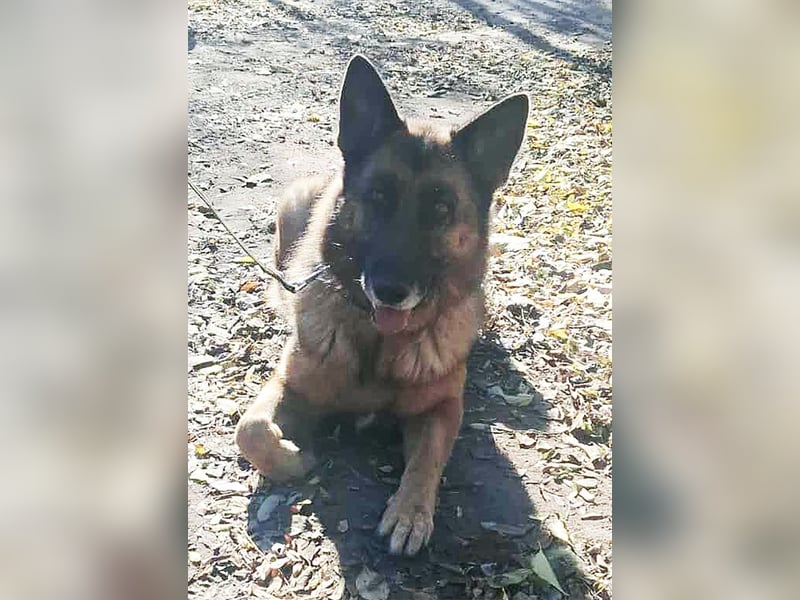 Rexi, 4 Jahre, 60cm sucht seine Menschen