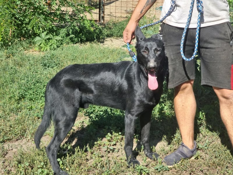 Lupin, geboren 01.12.2023, 60cm sucht seine Aufgabe