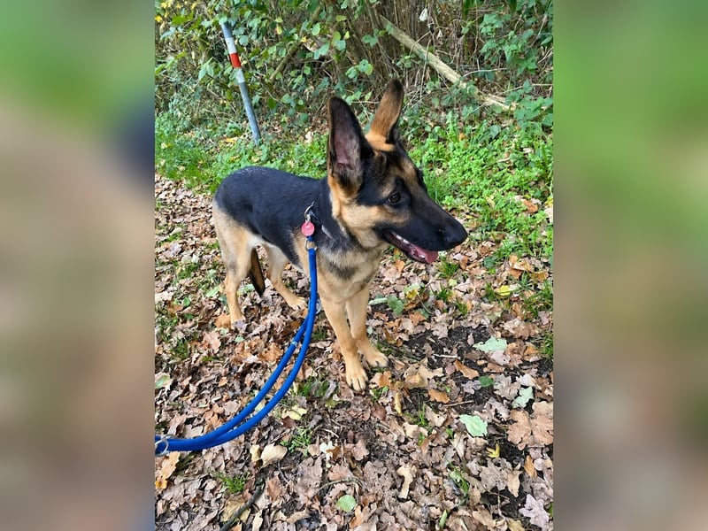 Ares, geboren 02.02.2026, 60cm sucht neues Zuhause