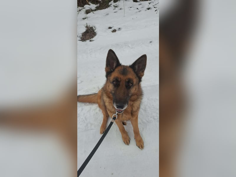 Rexi, 4 Jahre, 60cm sucht seine Menschen