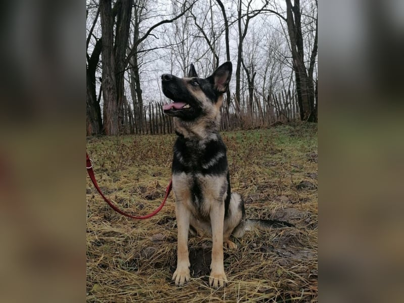 Dezi, geb. 03.2023, 63cm sucht ihr Zuhause
