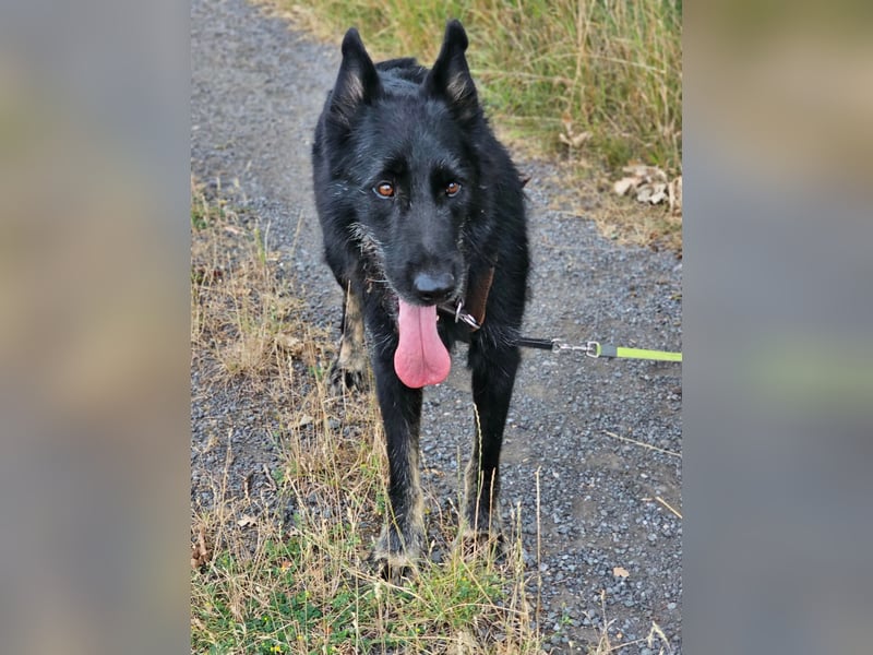 Onix, geboren 01.02.2019, 63cm sucht sein Happy End