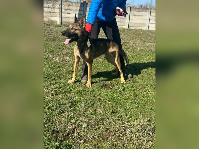 Zoya, geb. 10.2023, 63cm sucht ihre Menschen
