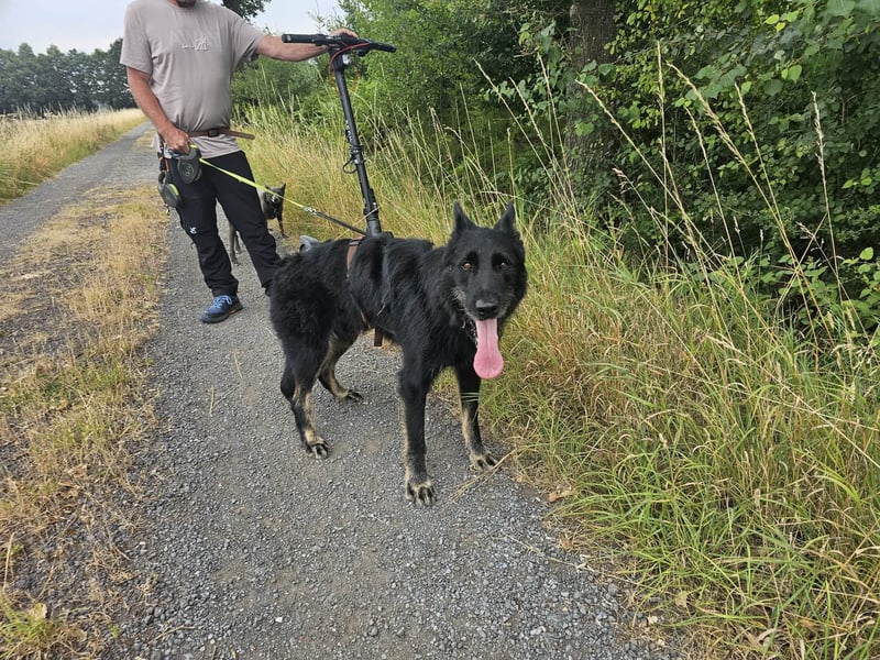 Onix, geboren 01.02.2019, 63cm sucht sein Happy End