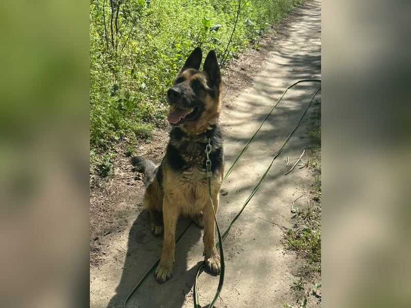 Ciklon, geb. 2022, sucht erfahrenes zu Hause