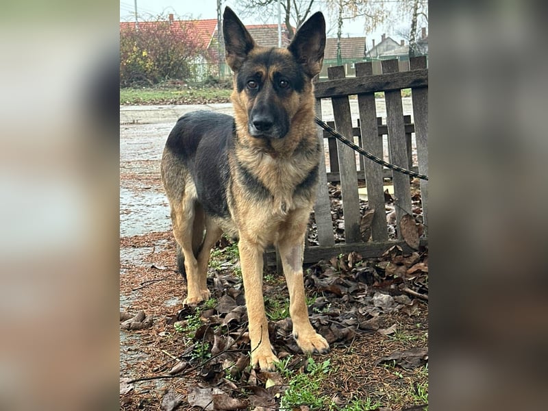 Freya, geboren 01.11.2023, 58cm sucht liebevolles Zuhause