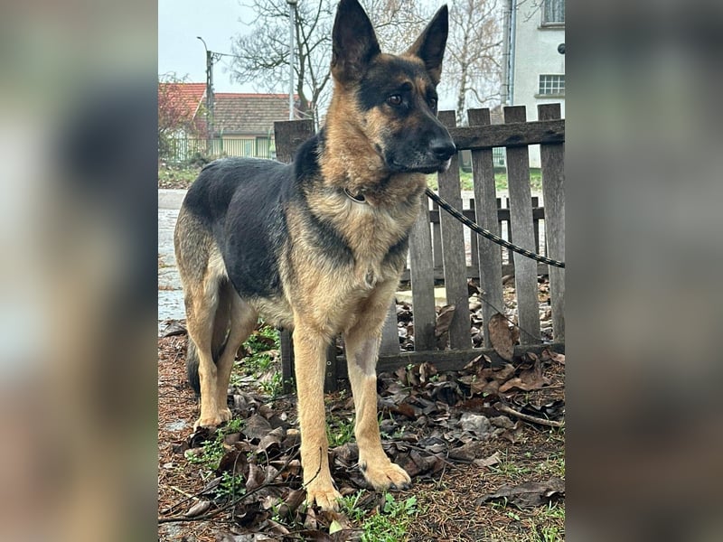 Freya, geboren 01.11.2023, 58cm sucht liebevolles Zuhause