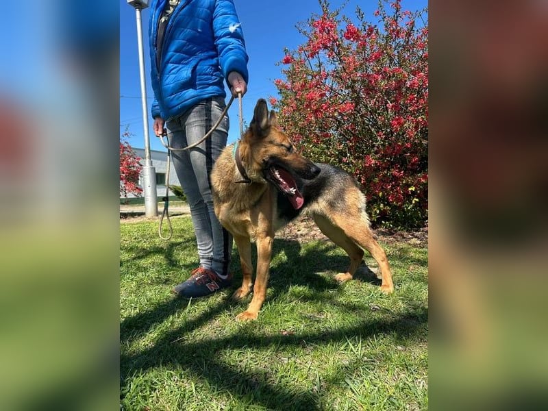 Sky, geb. 06/2025, 60 cm, sucht liebevolle Menschen