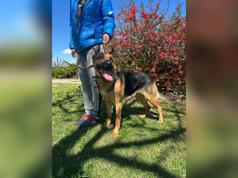 Sky, geboren 15.06.2025, 60cm sucht ihre Menschen