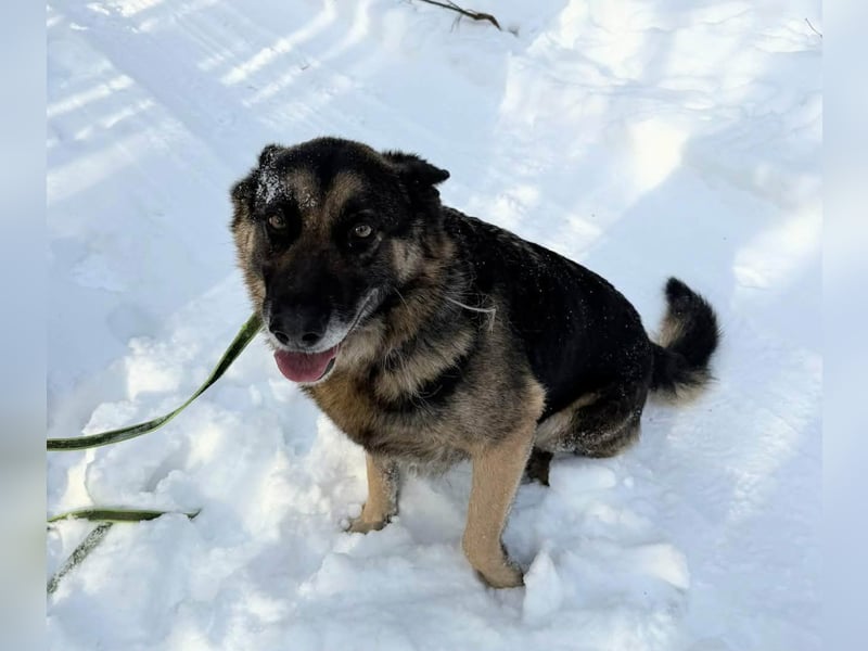 Jerry, geboren 2018, 57cm sucht Für-immer-Zuhause