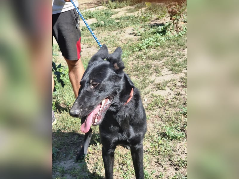 Lupin, geboren 01.12.2023, 60cm sucht seine Aufgabe