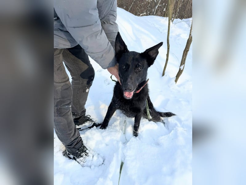 Lupin, geboren 01.12.2023, 60cm sucht seine Aufgabe